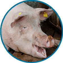 Die Leistungen des Auswertungsservice für´s Schwein